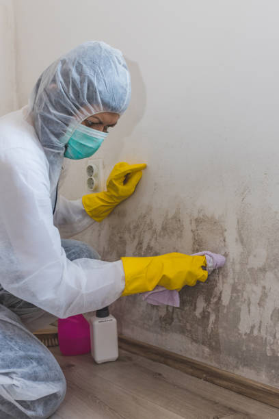 Mold Remediation for Vacation Homes in Sheffield Lake, OH