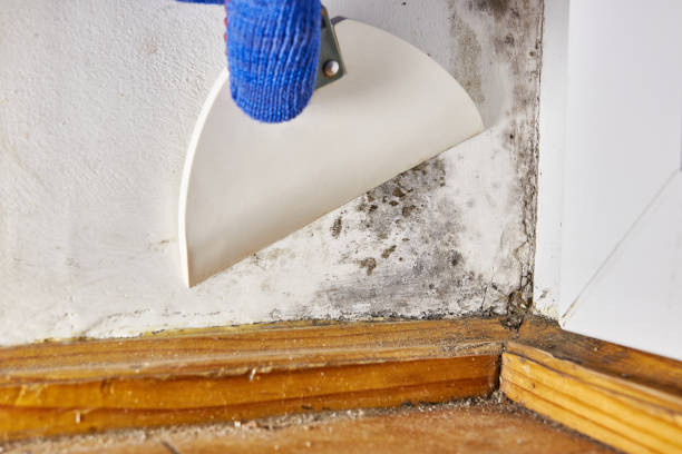 Best Real Estate Mold Inspection  in Sheffield Lake, OH
